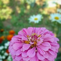 *** :: Светлана Кузнецова