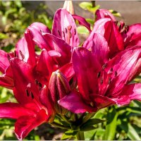 Яркие краски лета :: Aquarius - Сергей