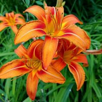 Июльские красотки! :: Валентина Нефёдова Июльские красотки! :: Валентина Нефёдова