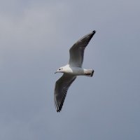 Чайка в небе! :: Валентина  Нефёдова 