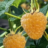 Ягодка малинка :: Михаил Свиденцов