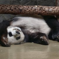 Панда Жуи :: <<< Наташа >>>