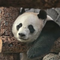 Панда Жуи :: <<< Наташа >>>