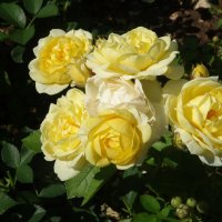 Золото роз :: Лидия Бусурина