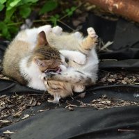 котэ :: Константин Сафронов