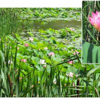 Лотосы Белогорья :: Сеня Белгородский