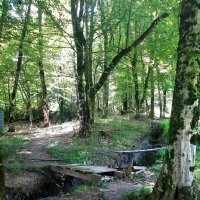 ПЛАСТУНКА - СОЧИ :: Tata Wolf