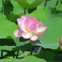 Время Лотосов :: Сеня Белгородский