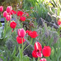 Тюльпаны :: Роман Савоцкий