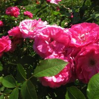 Красота цветения роз :: Людмила Смородинская