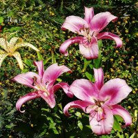 Лилия :: Рита Симонова