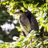 Притаилась цапля :: Андроник Александр 