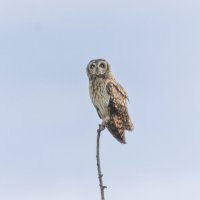 сова болотная. :: юрий макаров