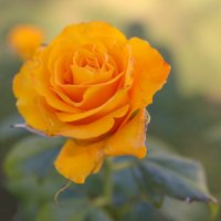 Роза :: skijumper Иванов