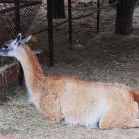 В зоопарке Воронежа :: Елена Шаламова В зоопарке Воронежа :: Елена Шаламова