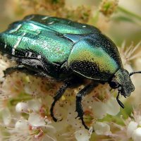 Зелёный жук бронзовка :: Ольга Довженко