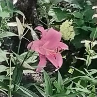 Лилия розовая :: Дмитрий Никитин