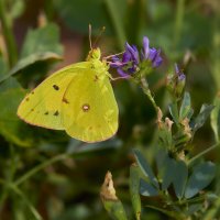 Желтушка луговая... :: Александр Посошенко Желтушка луговая... :: Александр Посошенко