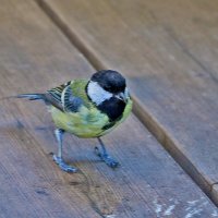 Общительная синичка :: Светлана Общительная синичка :: Светлана