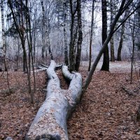 Обезглавленная :: Владимир Шишкин