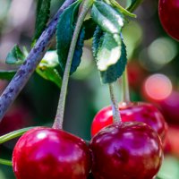 Вишня :: Светлана SvetNika17 Вишня :: Светлана SvetNika17