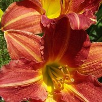 Лилейники :: Freddy 97 Лилейники :: Freddy 97