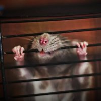 Бунтарь :: Тамара Вебер