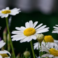 Ромашки полевые. :: сергей ермошкин Ромашки полевые. :: сергей ермошкин