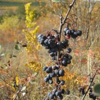 Кизильник :: Anna Ivanova Кизильник :: Anna Ivanova