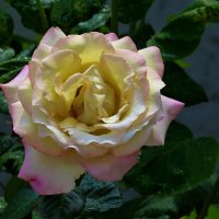 Глория  Дей :: Валентин Семчишин