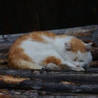 * :: Наталья Покацкая * :: Наталья Покацкая