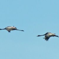 серые журавли :: gawrilа - dan