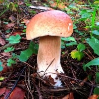 Белый гриб :: Андрей Снегерёв