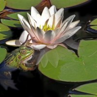 Ботсад МГУ 30 июля :: Михаил Бибичков