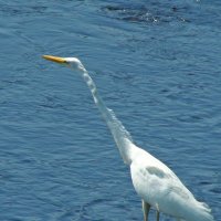 большая белая цапля :: gawrilа - dan большая белая цапля :: gawrilа - dan