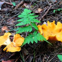 Лисички у папоротника :: Андрей Снегерёв Лисички у папоротника :: Андрей Снегерёв