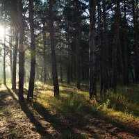 Утро  в  лесу :: Геннадий Супрун