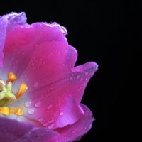 Тюльпан :: Victoria 