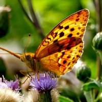 из вчерашней съемки 2 :: Александр Прокудин