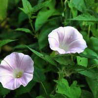 Вьюнки :: Леонид leo