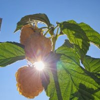 малина :: Михаил Свиденцов