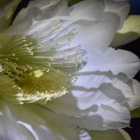 Цветок кактуса. :: Харис Шахмаметьев