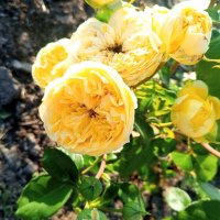 Розы :: Сапсан 