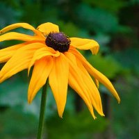 Цветы июля :: Милешкин Владимир Алексеевич 