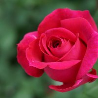 Летняя роза :: Ольга 