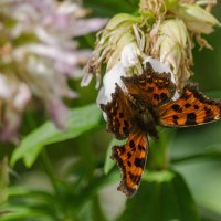 *** :: Виктор Иванович Чернюк