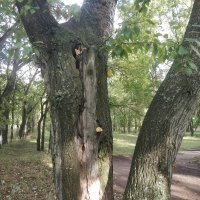 Тополя :: Андрей Хлопонин