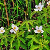 Июнь...Пеовоцветы у протоки Девкина! :: Владимир Июнь...Пеовоцветы у протоки Девкина! :: Владимир