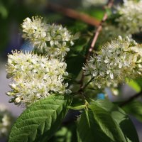 Июнь...цветочный! :: Владимир 