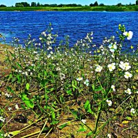 Июнь...В царстве крестоцветных! :: Владимир 